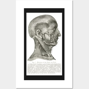 Muscles of the Face and Neck, 19th century illustration Posters and Art